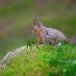 Red Squirrel 130210_4